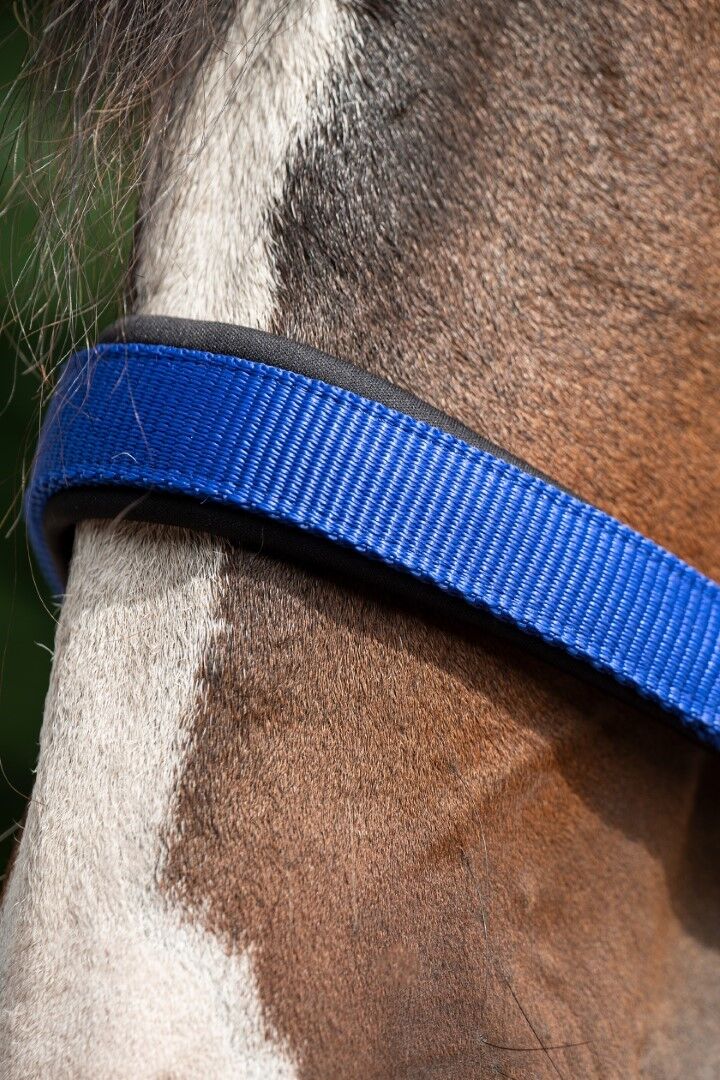 nylon noseband on a horse to show the padding on the underside