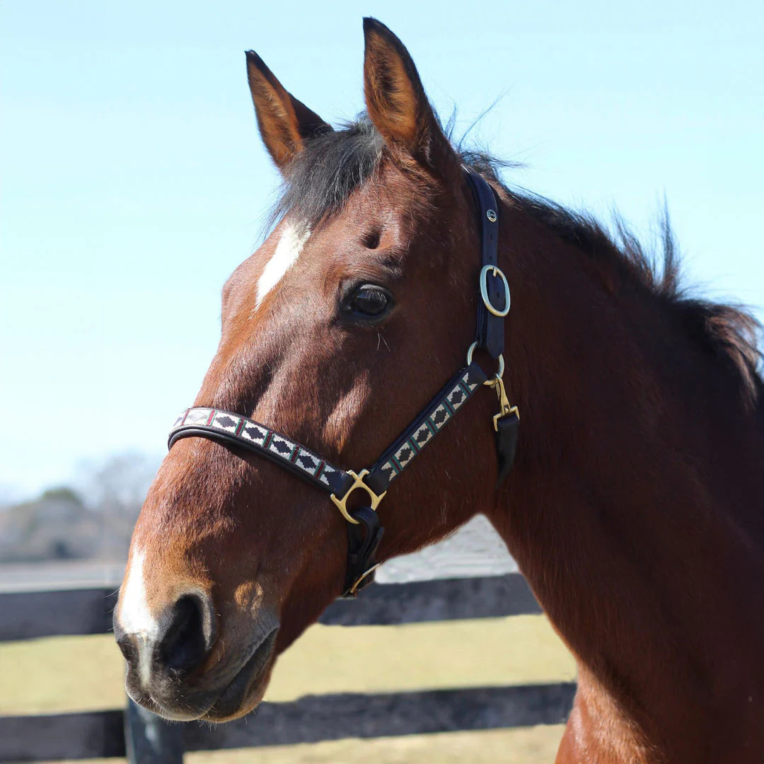 Bay horse wearing a leather halter with an enbroidered pattern