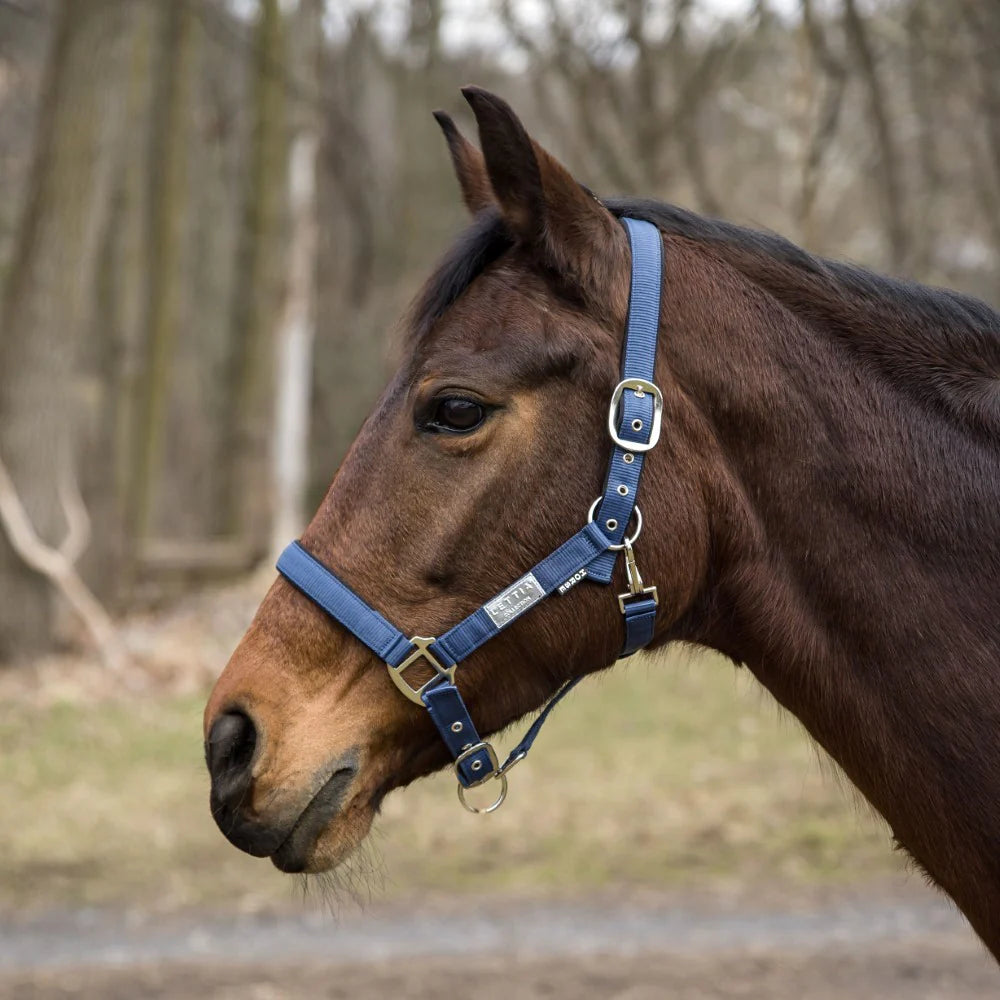 Dark horse wearing a slate blue colored halter
