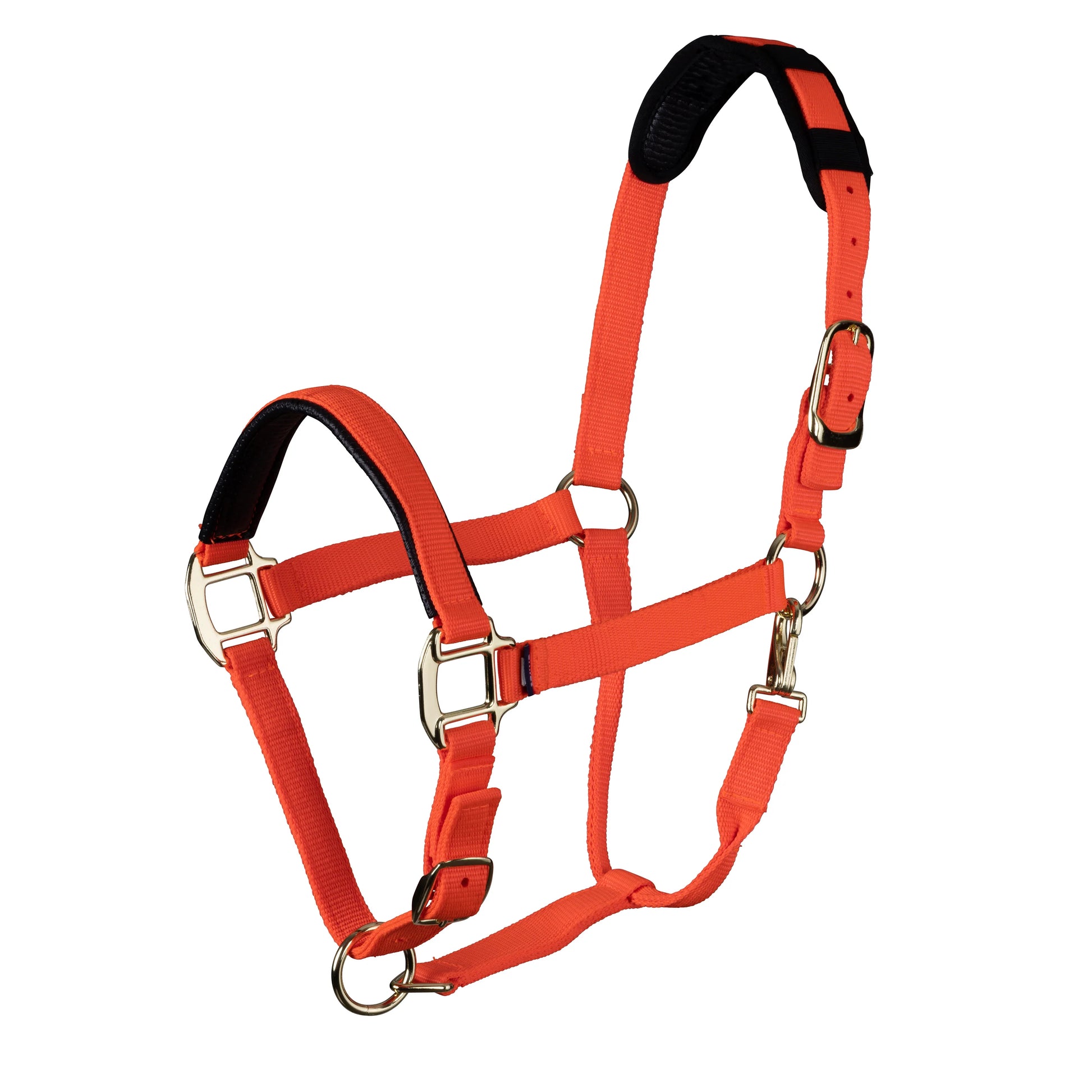 Orange horse halter with black padding on a white background