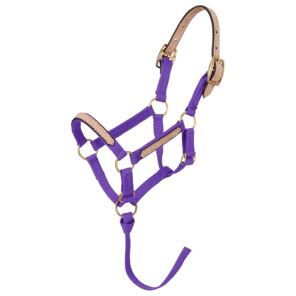 Purple nylon halter with leather crown and accents.