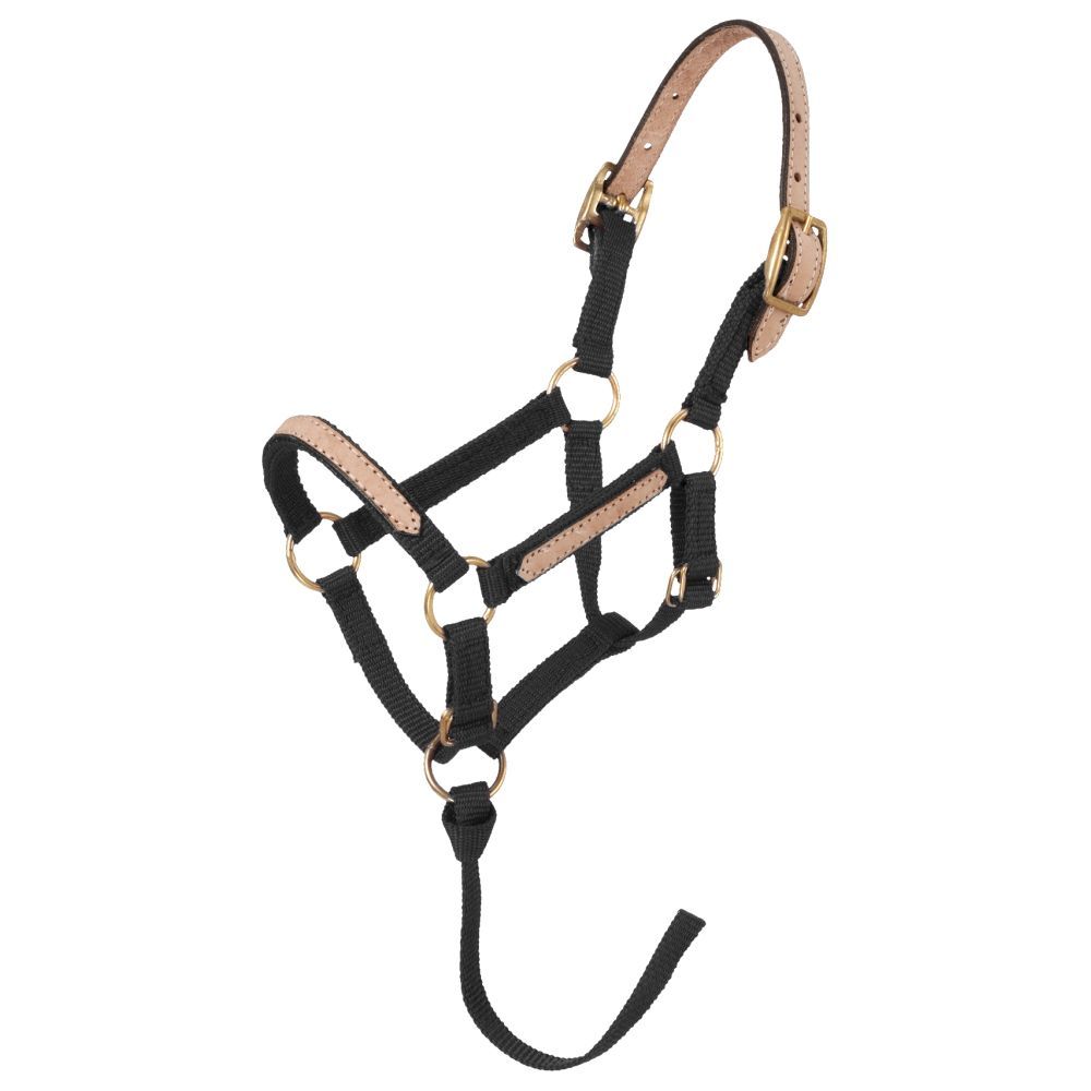 Black nylon halter with leather crown and accents.