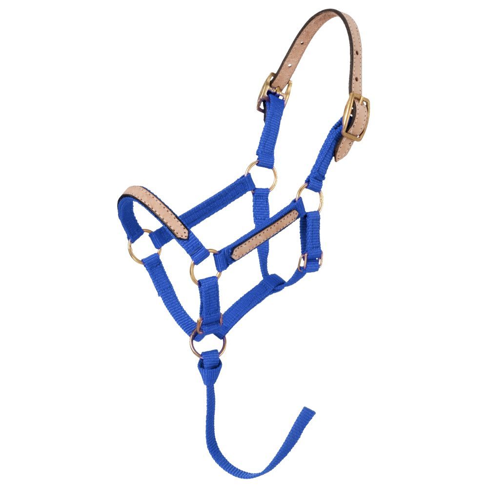 Blue nylon halter with leather crown and accents.