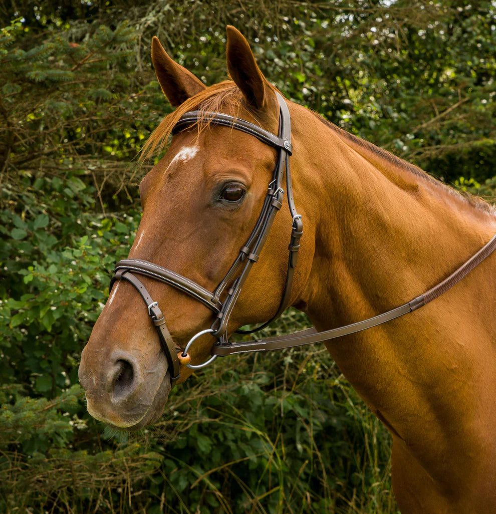 Chestnut horse wearing a flash bridle with a green foliage background