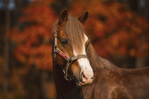 horse wearing a plaid halter with the Baker logo on the side