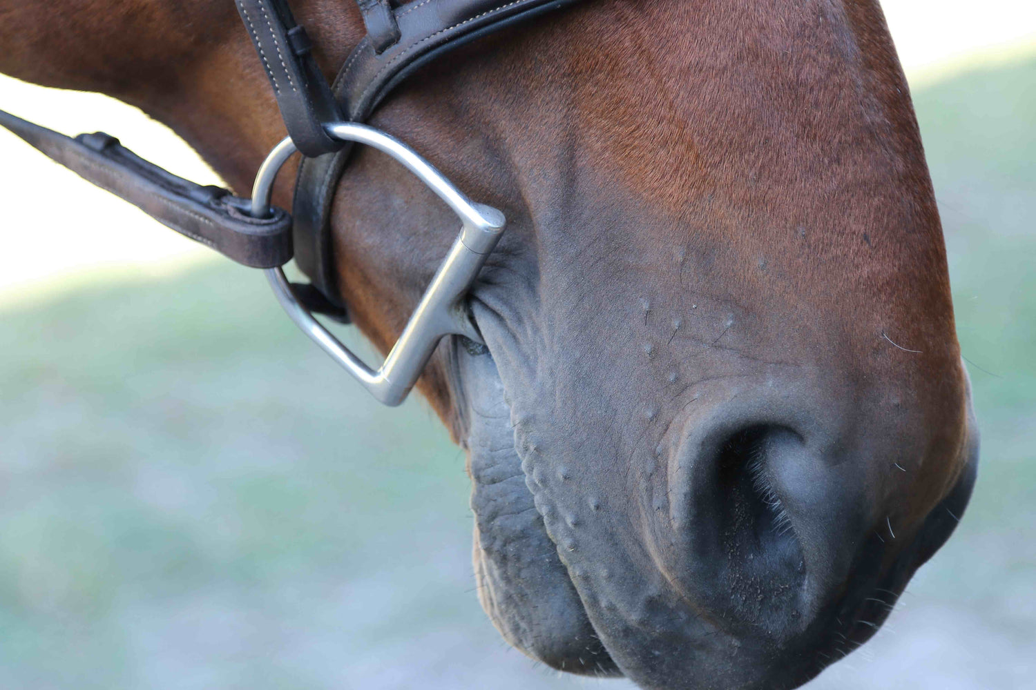 There is nothing so soft as a horse's muzzle.  This picture is a close up of an equine muzzle wearing a bridle with a dee ring bit.