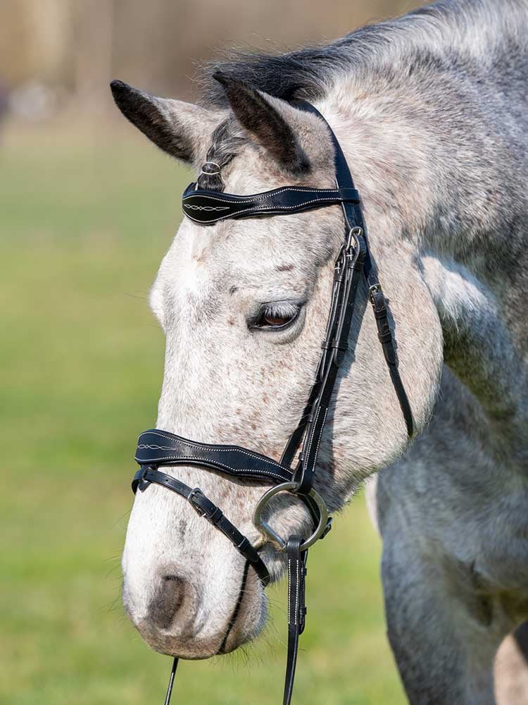 Grey horse wearing a dark bridle with fancy stitching and a flash