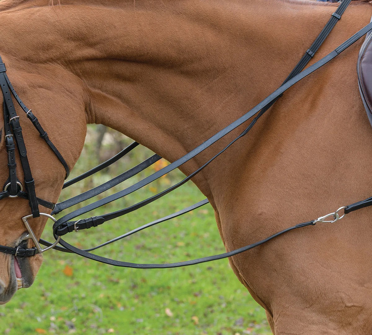 beautiful chestnut horse shown with bridle on and reins and draw reins attached to the bit