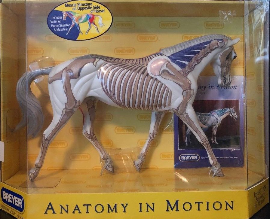 Breyer Anatomy in Motion horse model in its original retail packaging, showing a detailed skeletal and muscular horse model inside a yellow box with a clear plastic window.