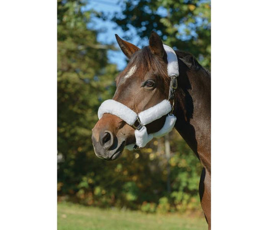 brown horse on green background wearing white fleece halter