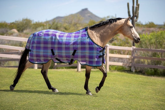 buckskin wearing purple and blue protective sheet