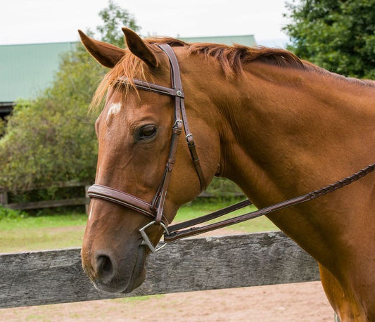 Chestnut horse wearing a bridle in an outdoor setting with greenery