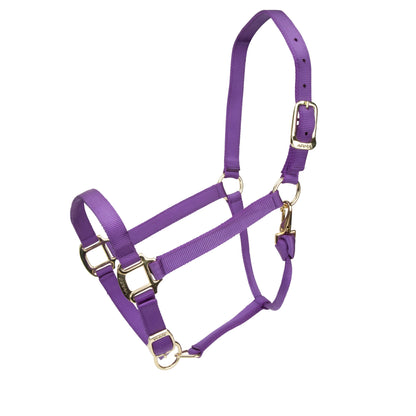 Purple horse halter with gold hardware on a white background