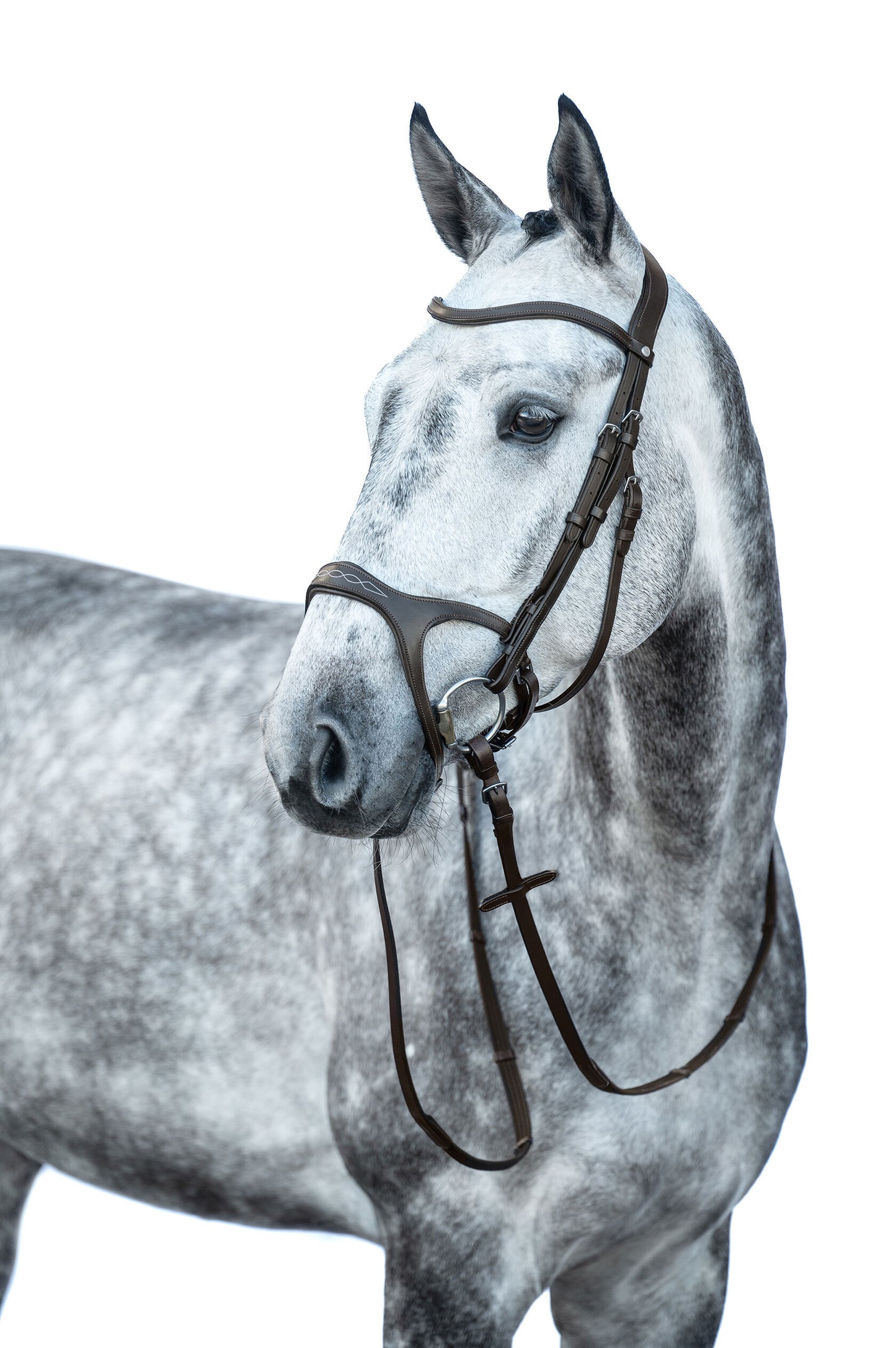 Dapple gray horse wearing an english styke anatomical sports bridle