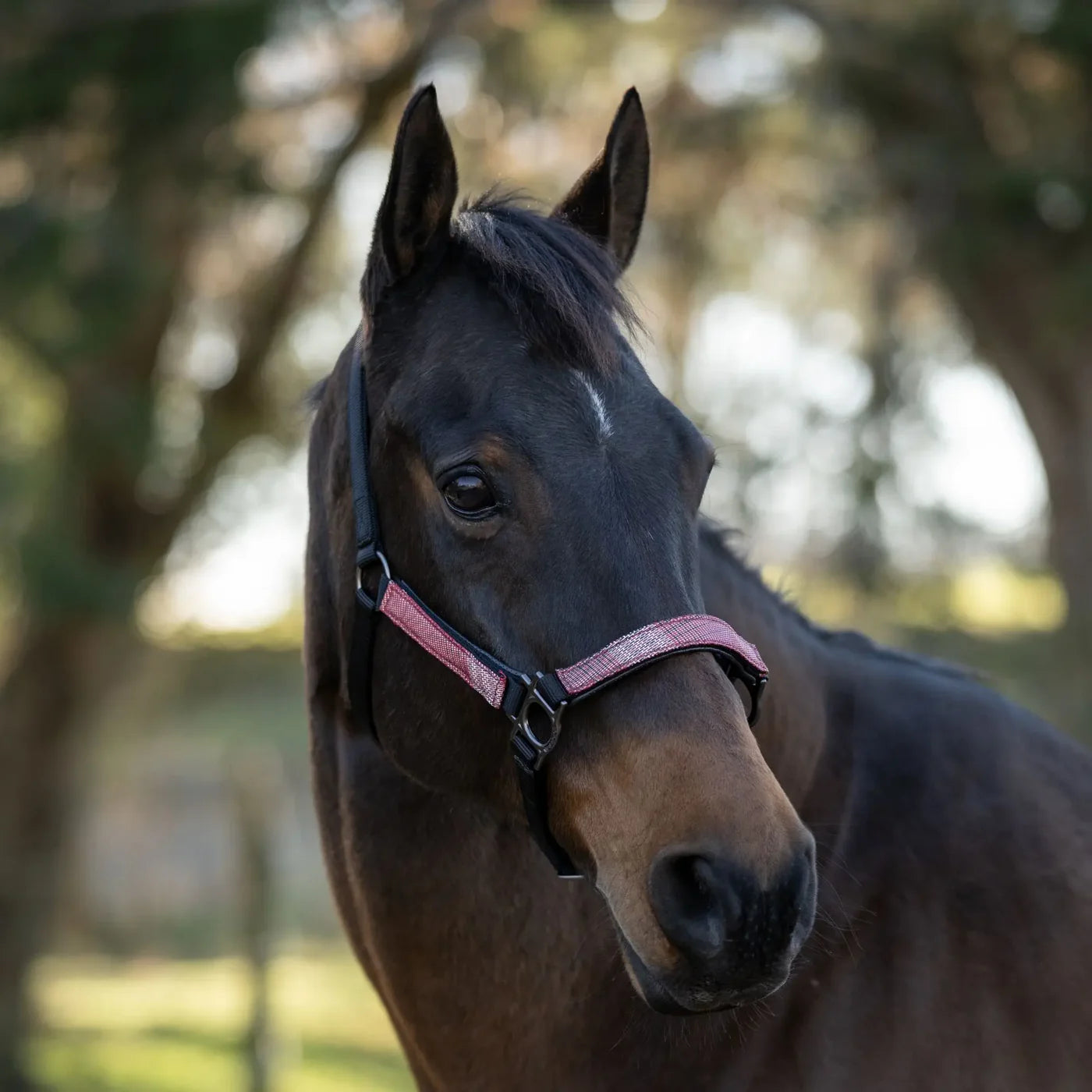 Horse wearing a wine colored plaid halter with black accents on a blurred natural background
