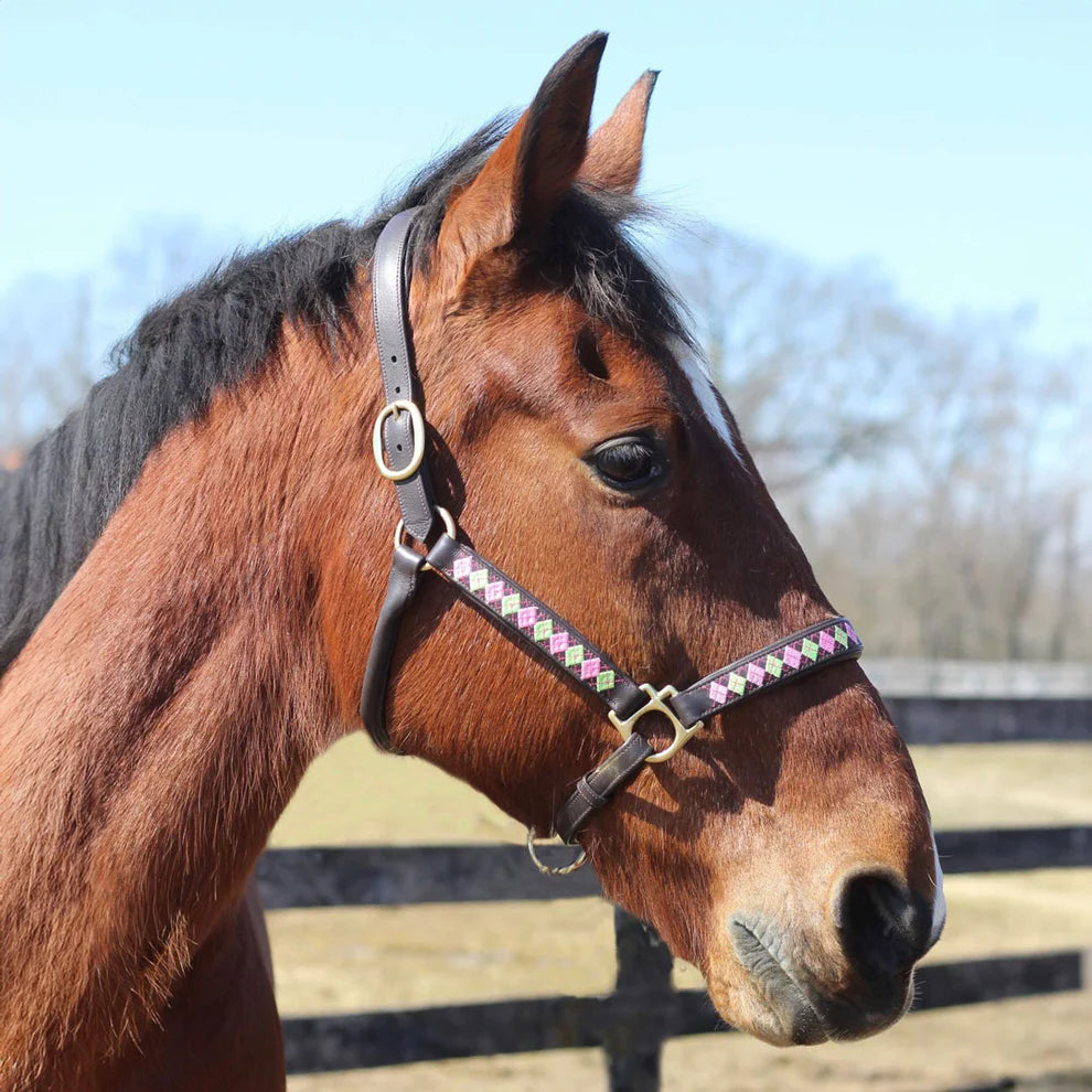 Brown horse wearing a leather bridle with an embroidered pattern.  A clear blue sky background