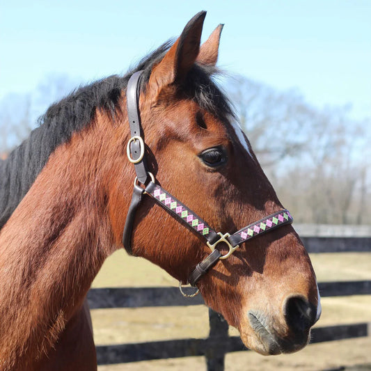 Brown horse wearing a leather bridle with an embroidered pattern.  A clear blue sky background