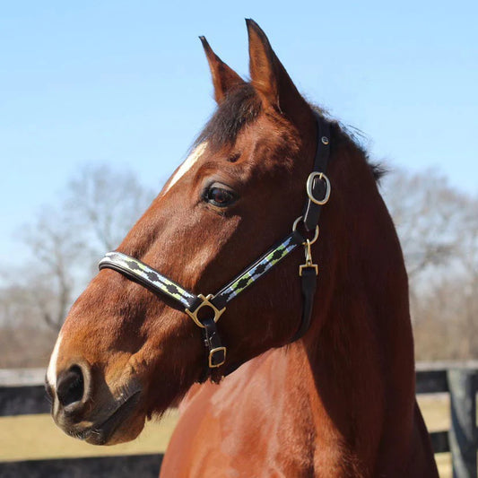 Bay horse wearing a leather halter with an enbroidered pattern