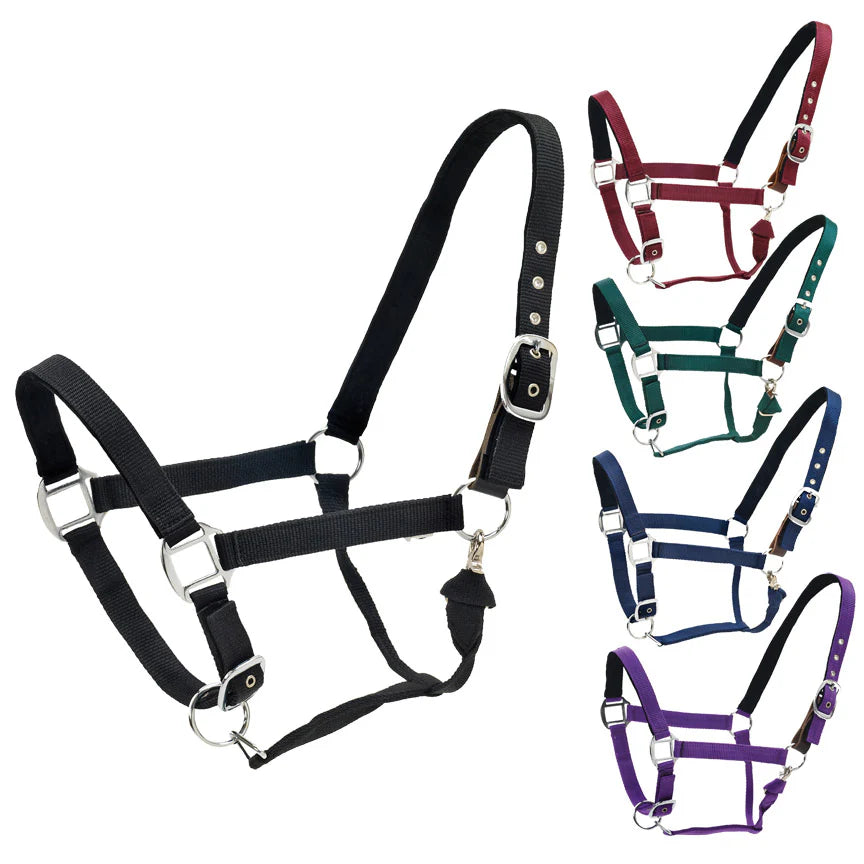 Set of five horse halters in different colors on a white background