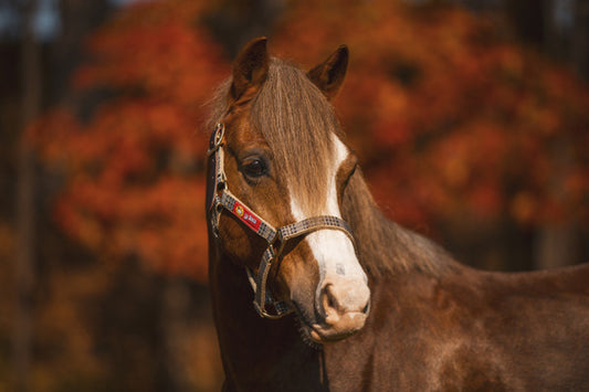 horse wearing a plaid halter with the Baker logo on the side
