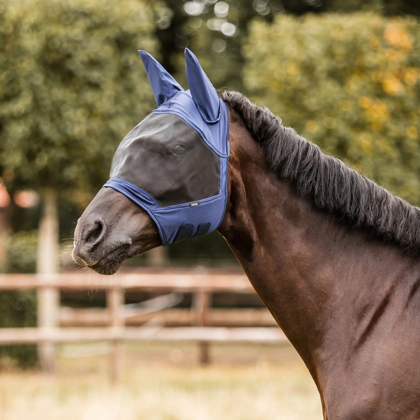 Horse wearing a blue fly mask in an outdoor setting with trees in the background