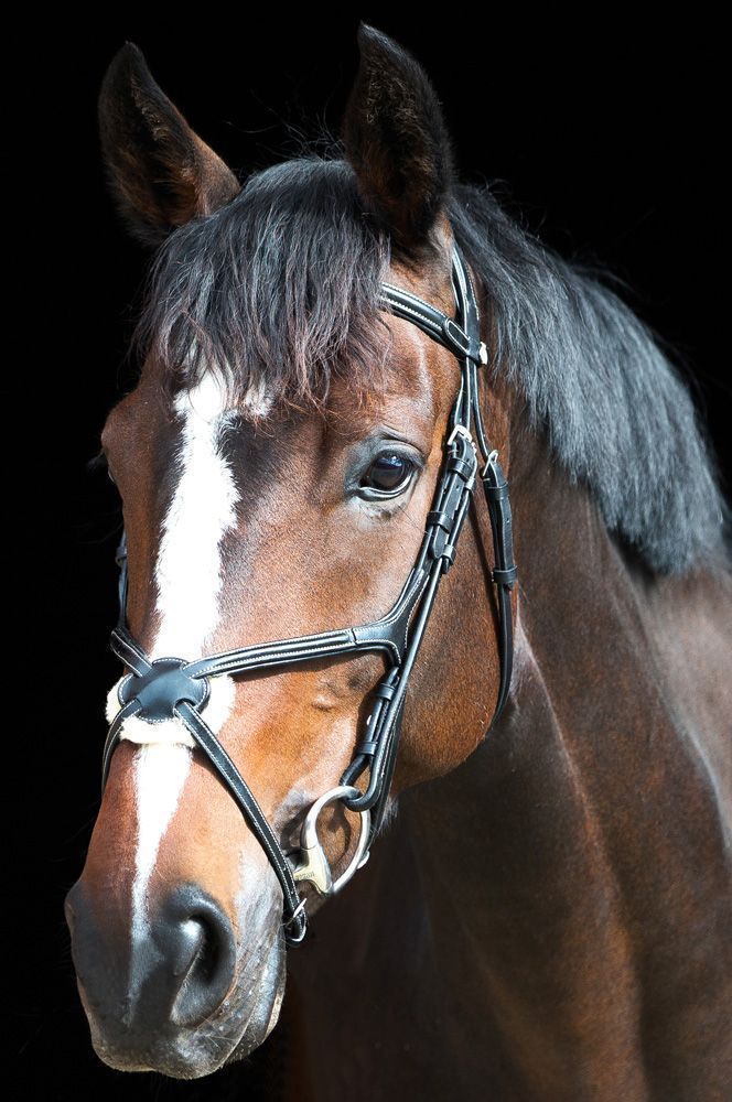 dark leather cross noseband bridle