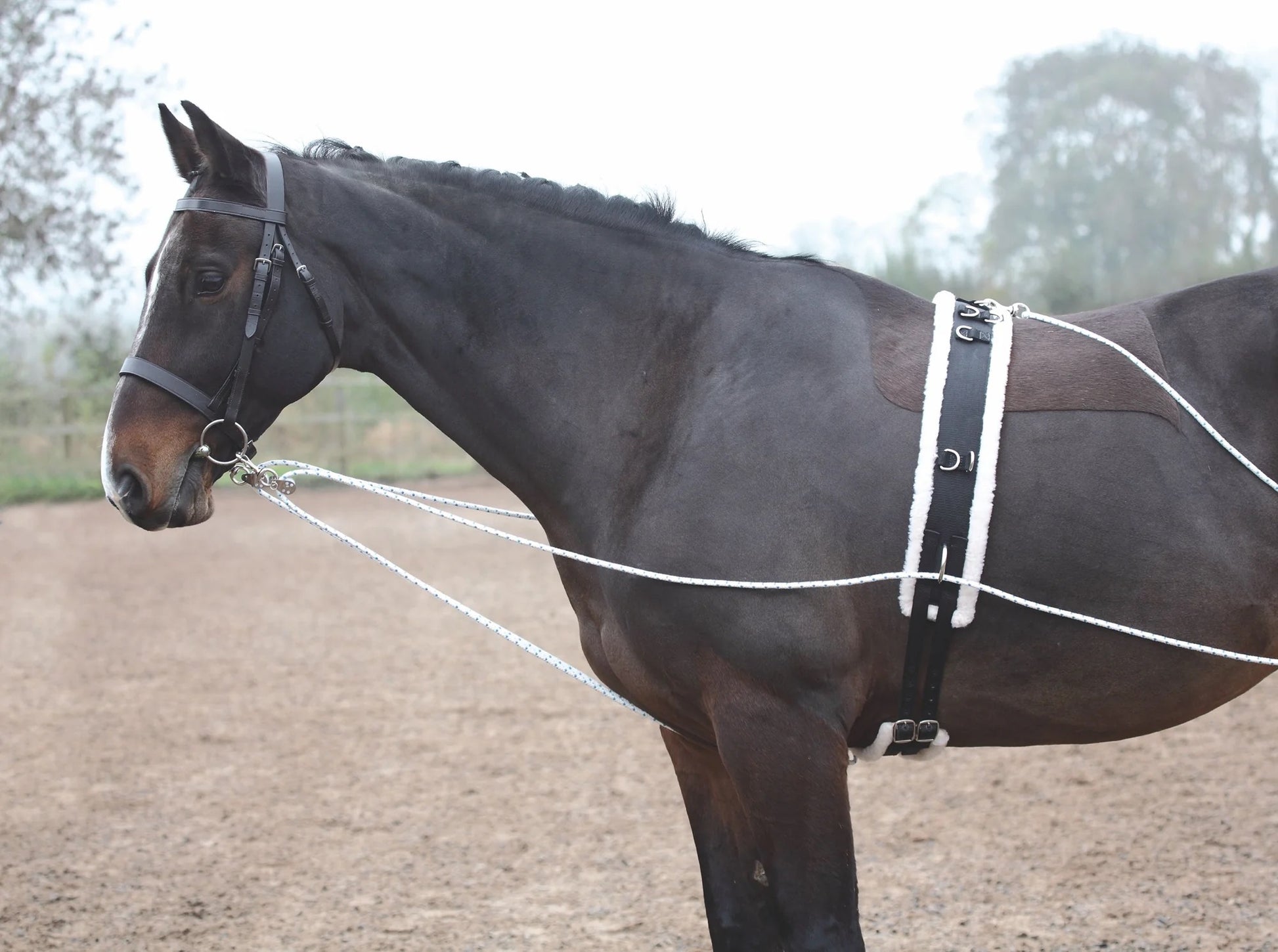 Dark horse standing wearing a lunging aid.