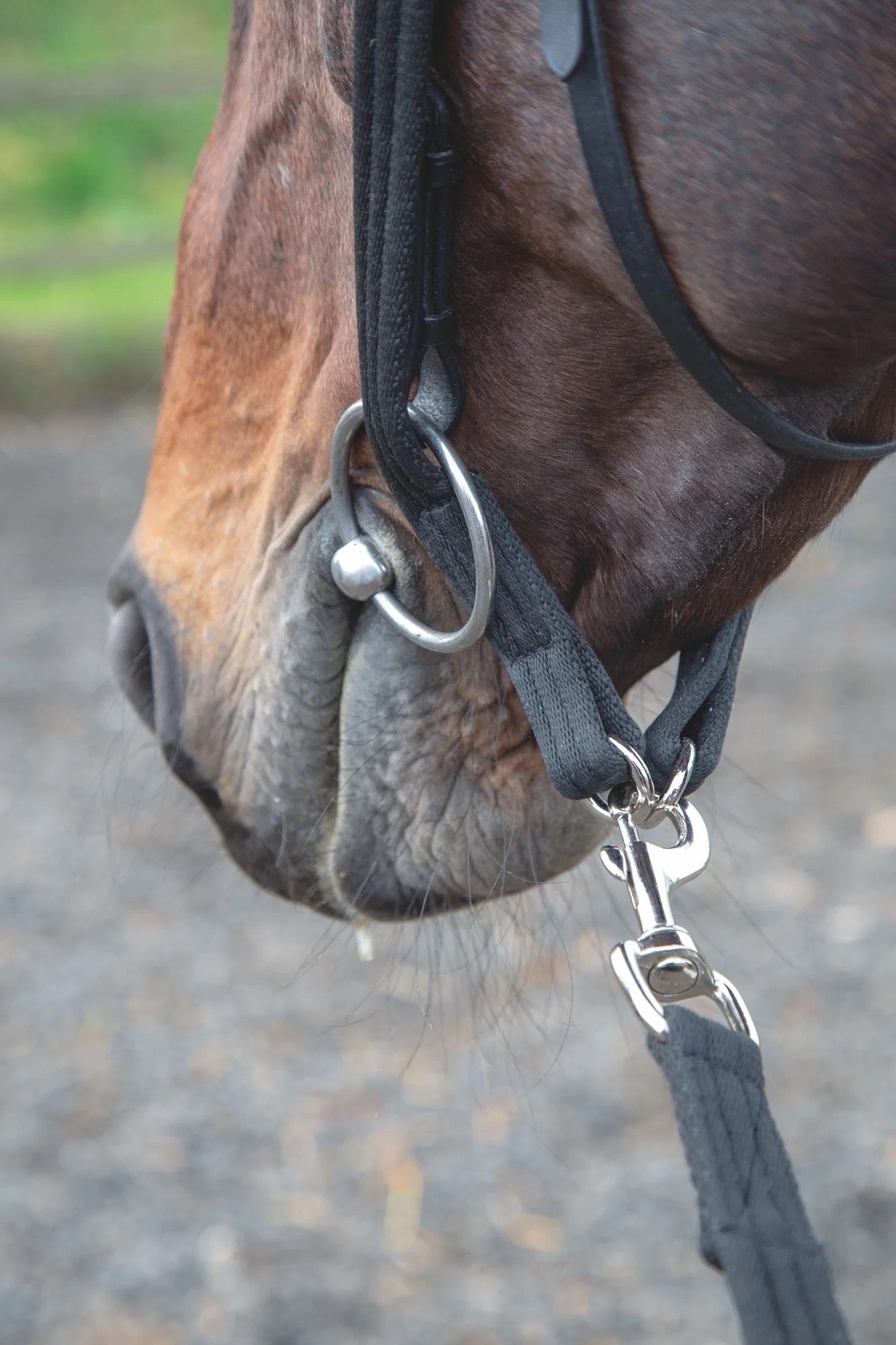 muzzle of a horse shown with an under chin lunging adapter