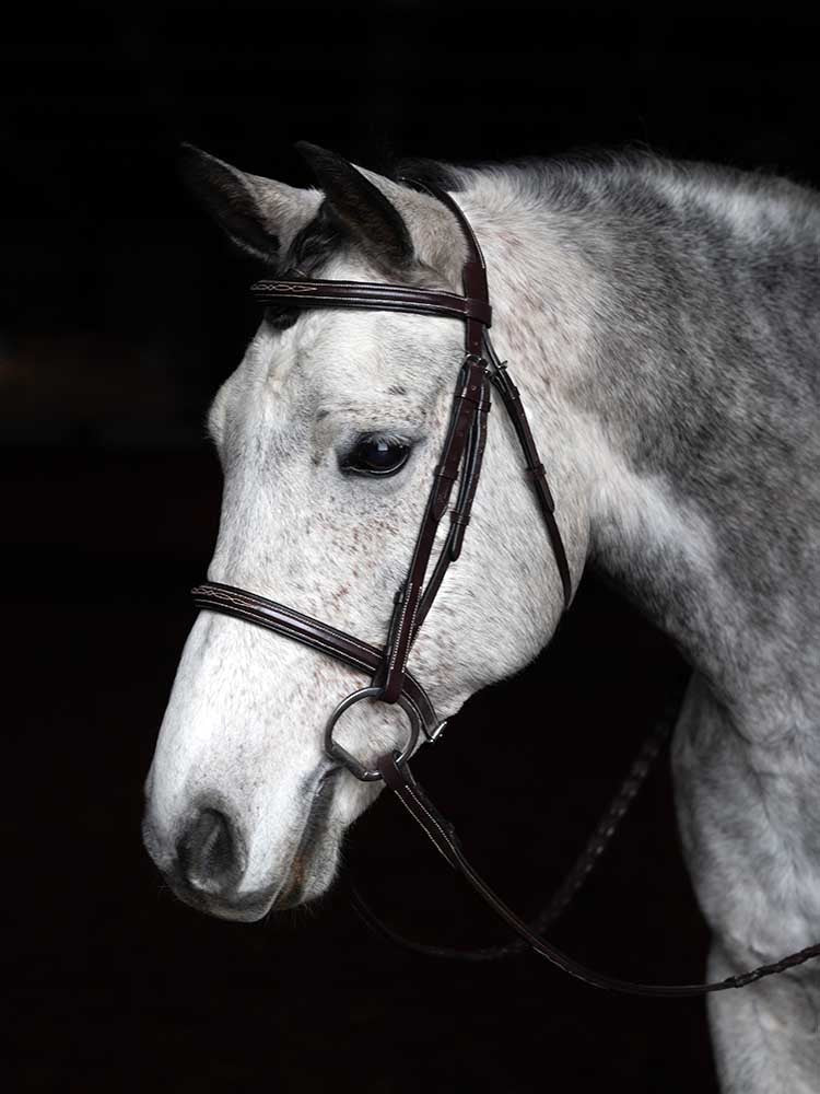 grey horse wearing a simple english hunter bridle