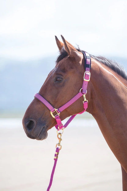 Handsome bay horse wearing a raspberry halter