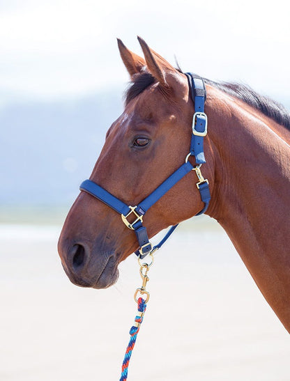 Handsome bay horse wearing a navy halter