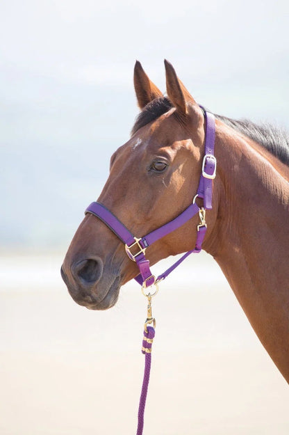 Handsome bay horse wearing a purple halter