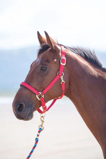 Handsome bay horse wearing a red halter