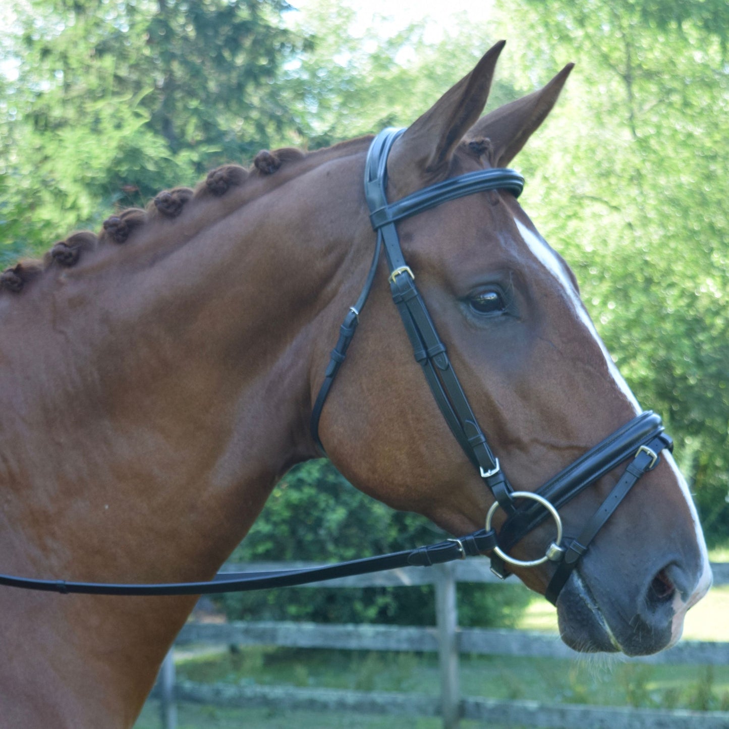 Bay horse wearing a black leather bridle with a flash