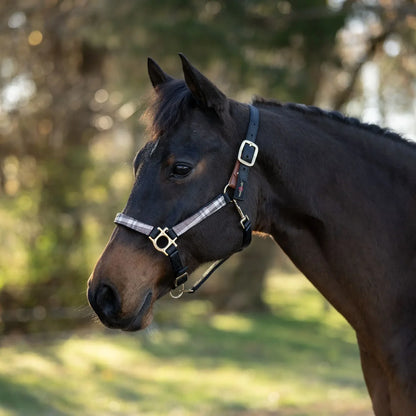 Horse wearing a black and tan colored plaid halter with black accents on a blurred natural background