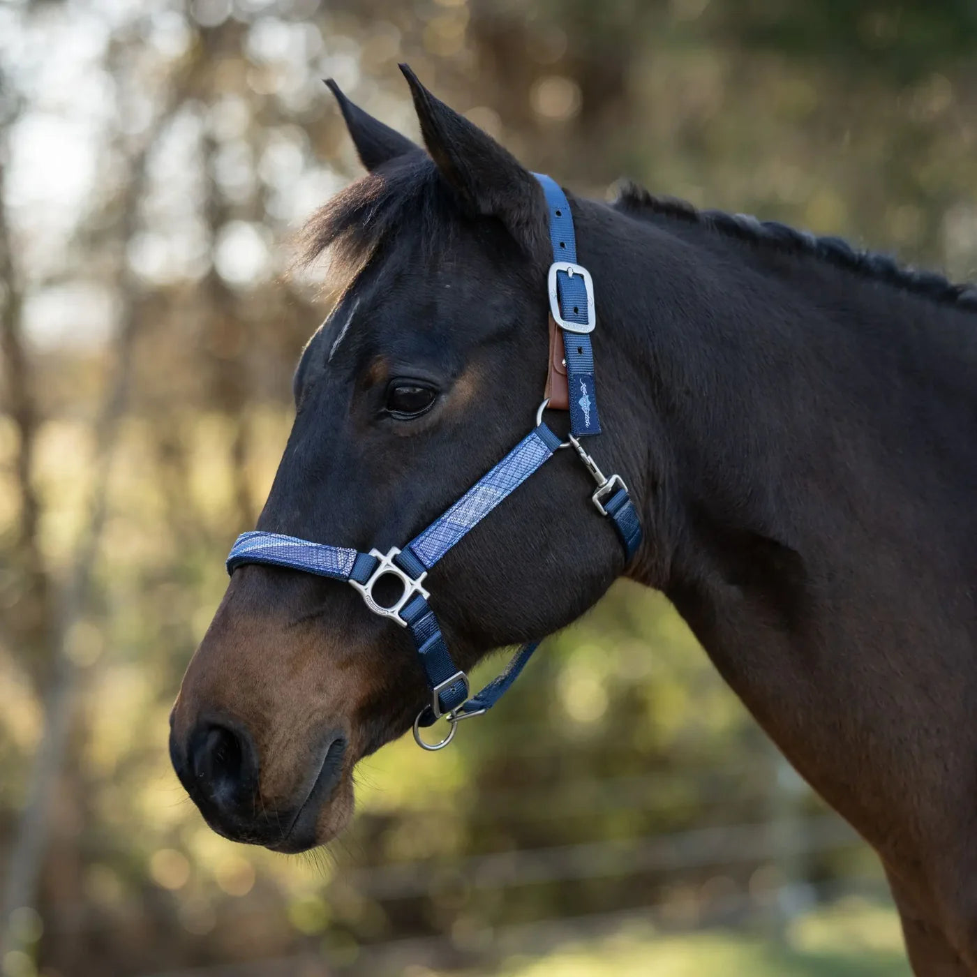 Horse wearing a blue colored plaid halter with navy accents on a blurred natural background
