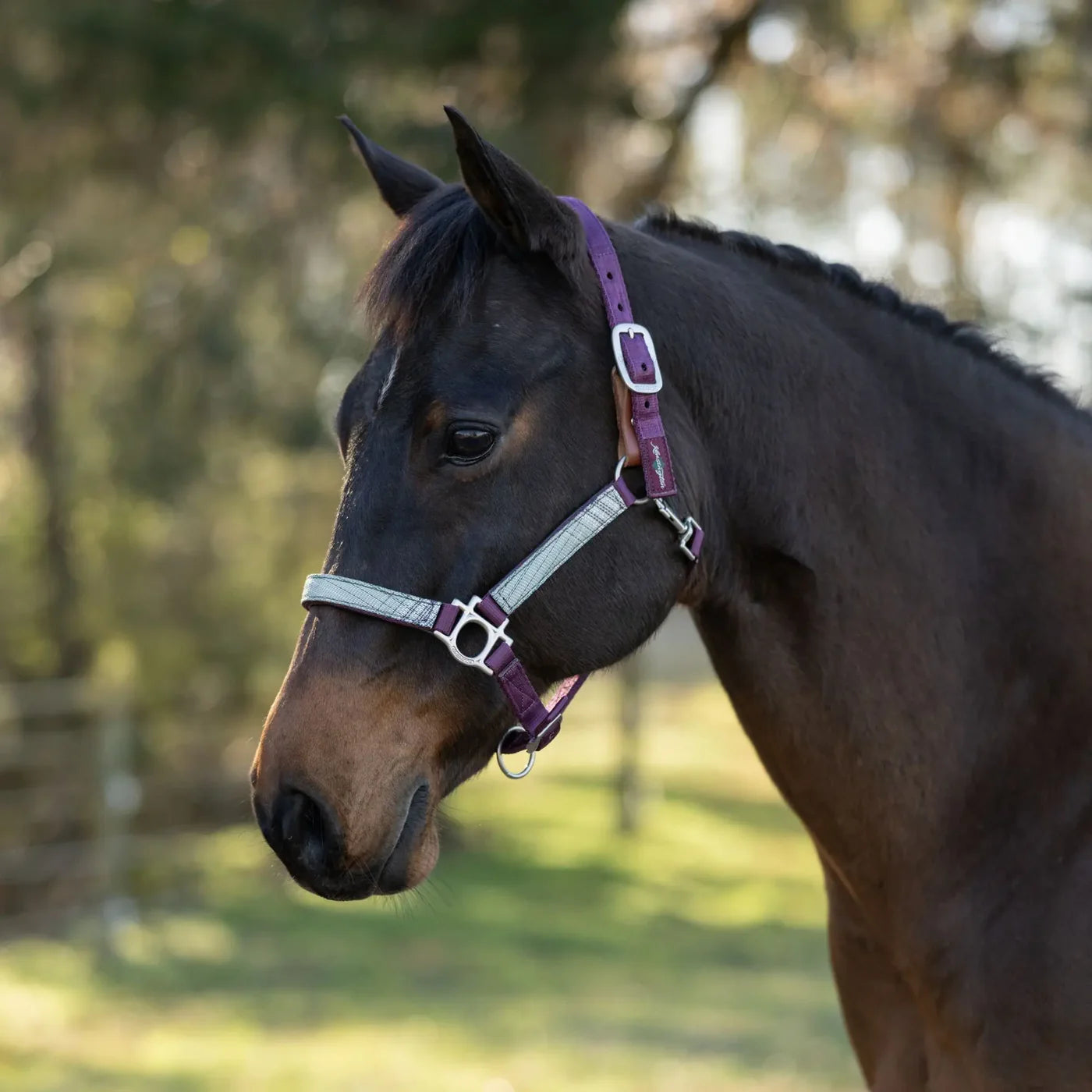 Horse wearing a purple bridle in a natural setting