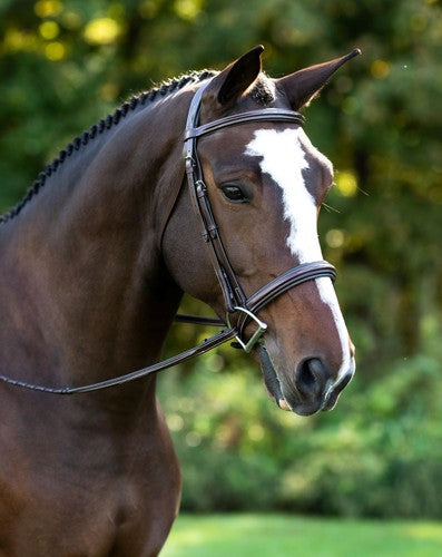 right front view of bay horse wearing hunter horse riding bridle