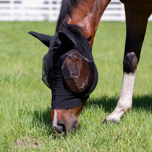 Horse grazing in a field wearing a black fly mask with ears.
