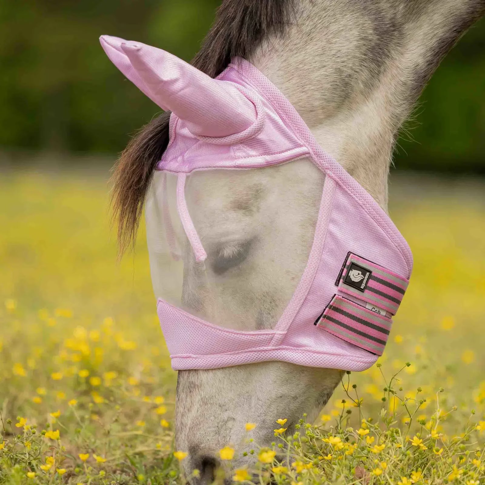 Horse wearing a pink fly mask in a field with yellow flowers