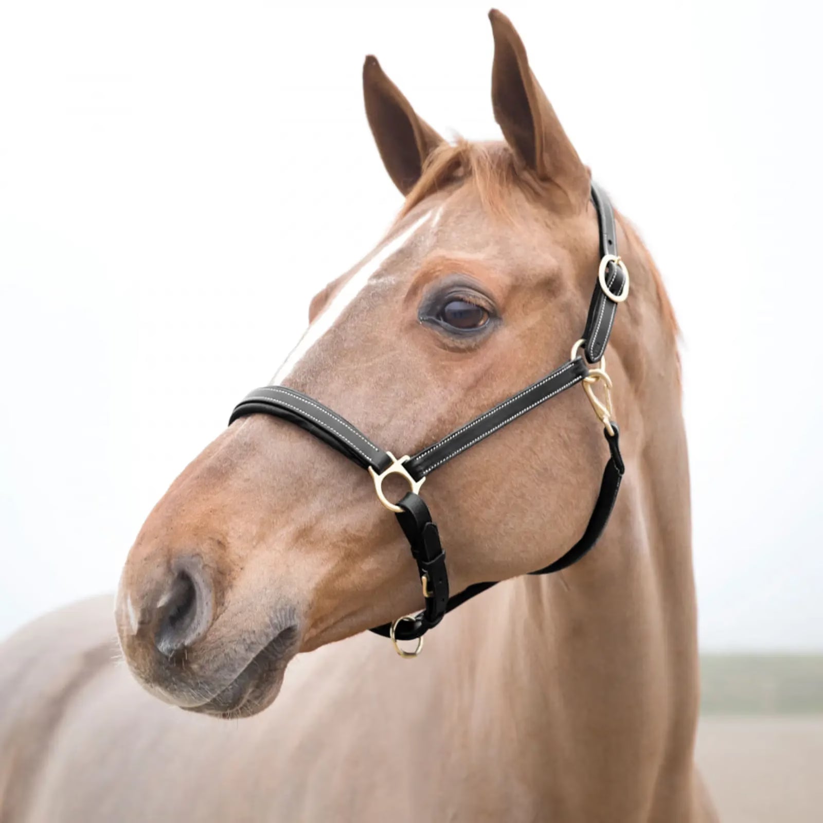 Close-up of a horse wearing a dark brown leather halter with a blurred background
