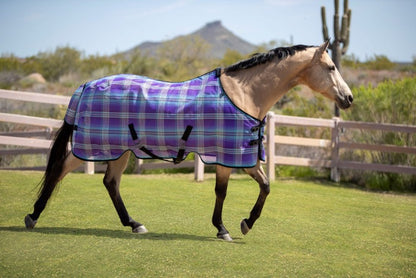 buckskin wearing purple and blue protective sheet 