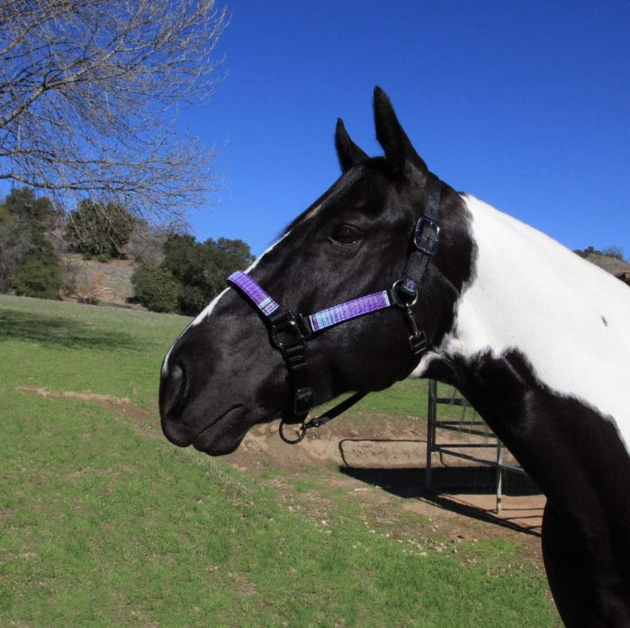Black and white paint horse wearing a purple plaid and black halter.