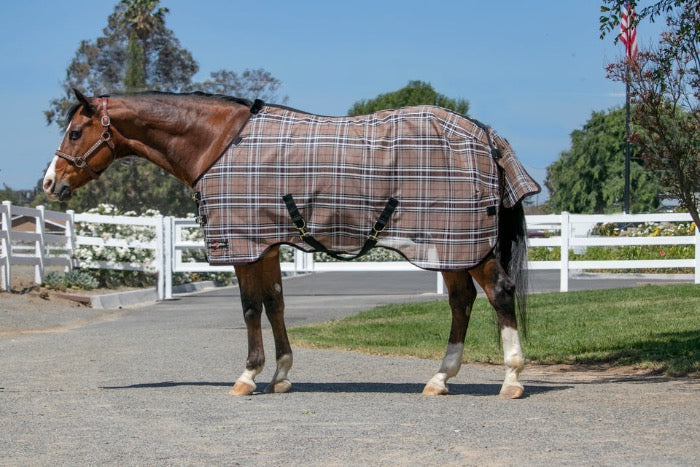 Beautiful bay horse with white socks wearing a brown and black plaid protective fly sheet