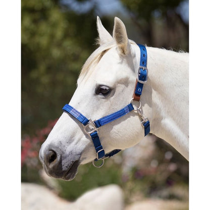 White horse wearing a royal bluel plaid and black halter.