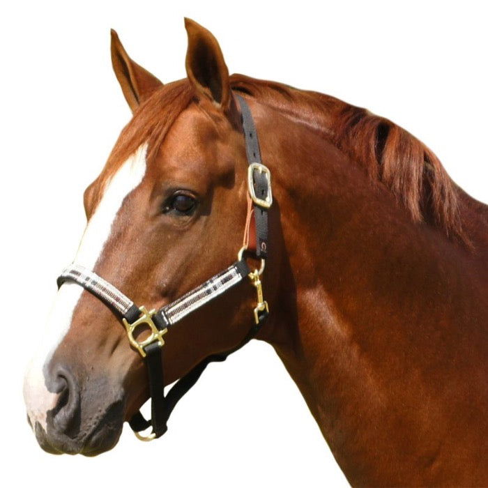Chestnut horse wearing a tan plaid and black halter.