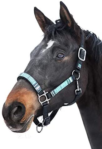Dark horse wearing a teal plaid and black halter.